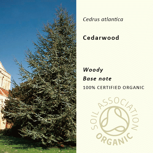 20%off | シダーウッド | Cedrus atlantica(使用期限：2026年4月)