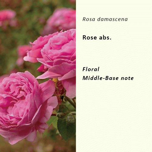 20%off | ローズ アブソリュート | Rose damascena(使用期限：2024年6月)