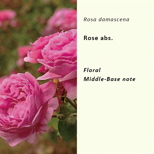 20%off | ローズ アブソリュート | Rose damascena(使用期限：2026年9月)