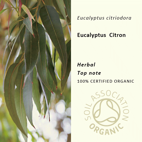 20%off | レモンユーカリ | Eucalyptus citriodora(使用期限：2026年4月)