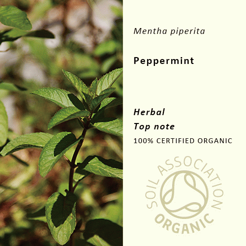 40%off | ペパーミント | Mentha piperita(使用期限：2025年7月)