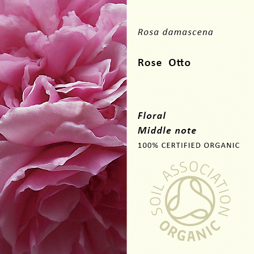 ローズオットー | Rose damascena
