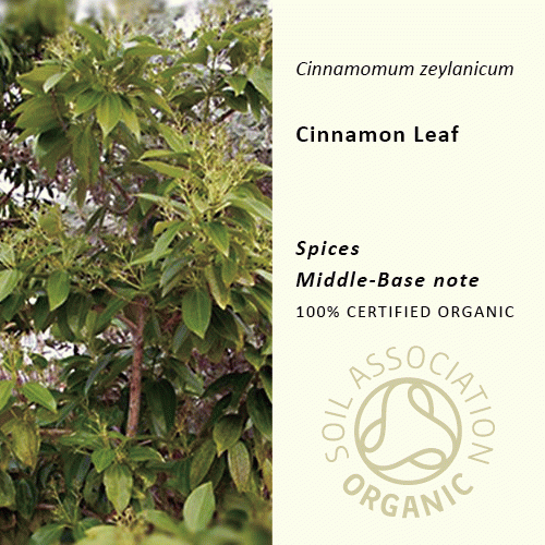 シナモンリーフ | Cinnamomum zaylanicum