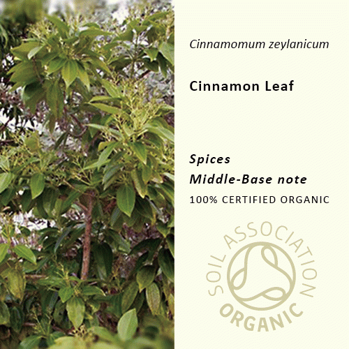 20%off | シナモンリーフ | Cinnamomum zaylanicum　(使用期限:2024年6月)