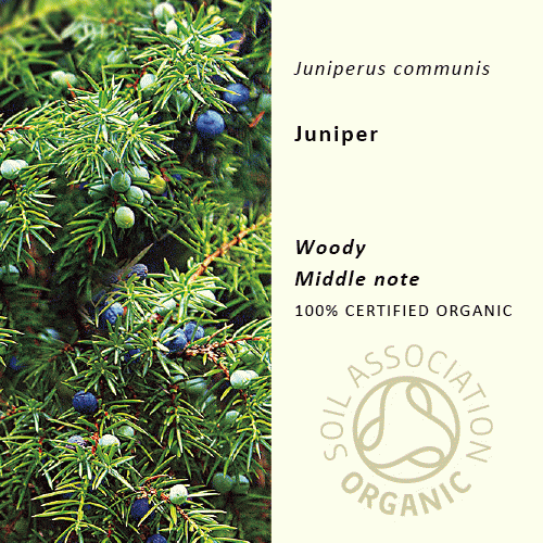 ジュニパー | Juniperus communis