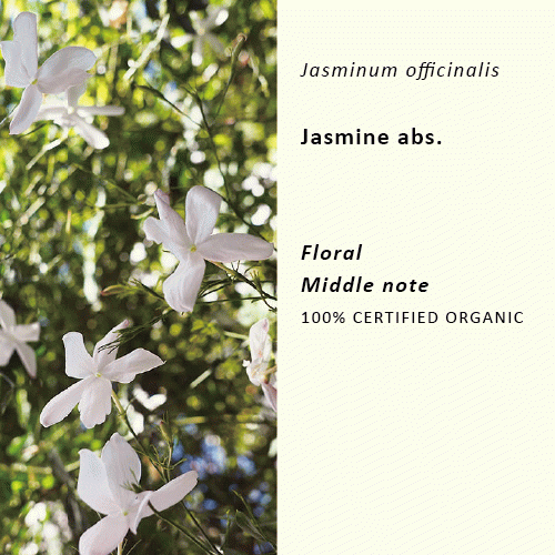 ジャスミン | アブソリュート | Jasminum officinale