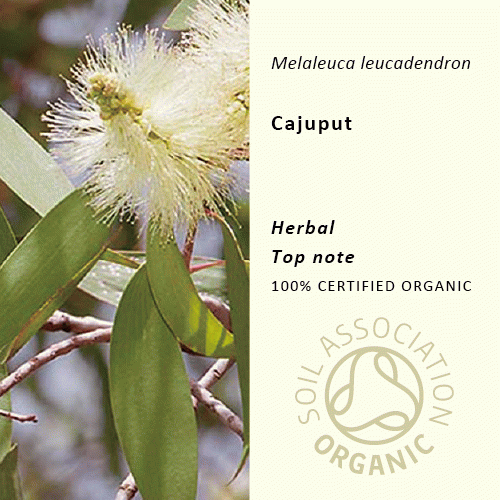 20%off | カユプテ | Melaleuca cajeputi(使用期限：2026年4月)