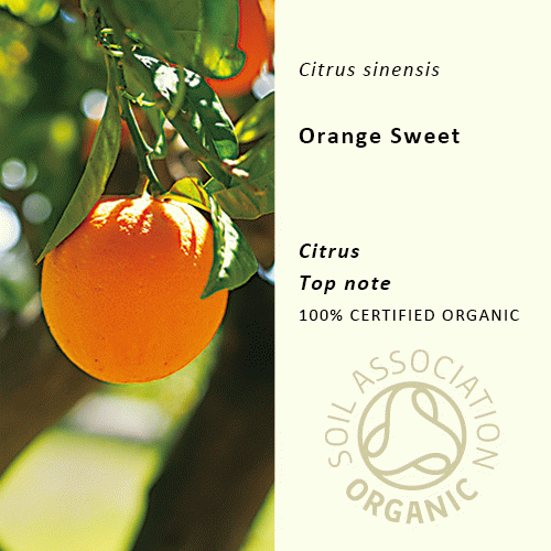 10%off | オレンジスウィート | Citrus aurantium dulcis(使用期限:2025年11月)