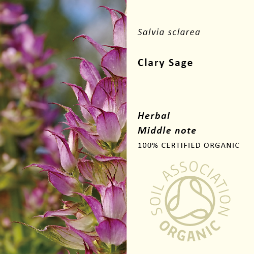 20%off | クラリセージ | Salvia sclarea(使用期限:2026年4月)