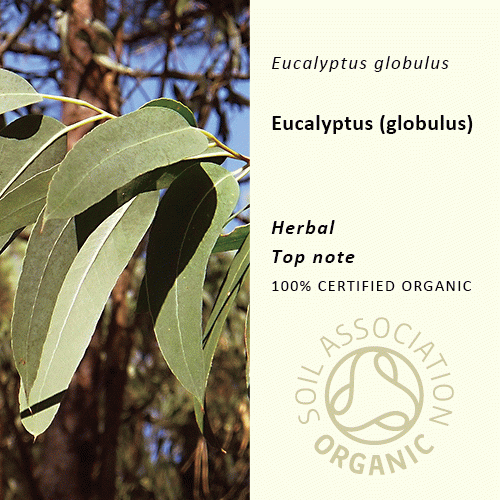 40%off | ユーカリ(グロブルス) | Eucalyptus globulus(使用期限:2025年7月)