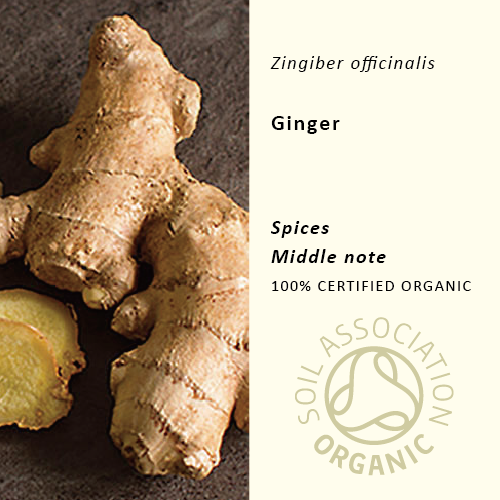 30％off | ジンジャー | Zingiber officinale(使用期限：2026年10月)