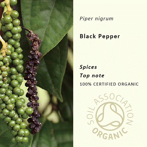 20％off |ブラックペッパー | Piper nigrum(使用期限：2026年8月）