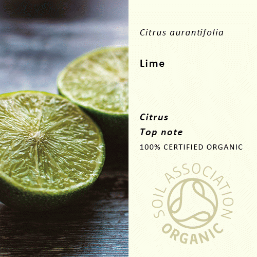 30%off | ライム | Citrus aurantifolia(使用期限:2025年8月)