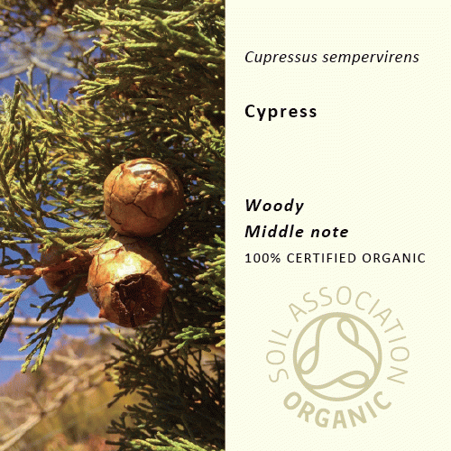 40%off | サイプレス | Cupressus sempervirens(使用期限:2023年11月)
