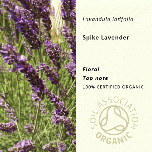 50%off | スパイクラベンダー | Lavandula latifolia(使用期限:20203年12月)