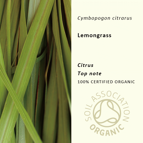 50%off | レモングラス | Cymbopogon flexuosus(使用期限:2023年12月)
