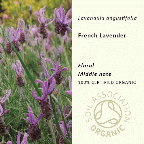 30%off | 真正ラベンダー(フランス) | Lavandula angustifolia(使用期限：2025年10月)